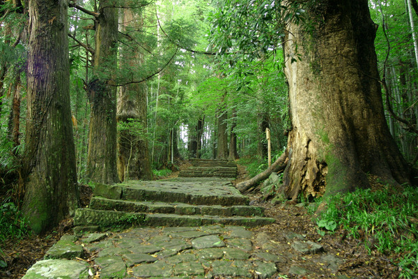 石畳の道と緑あふれる大木でできた高野山への参道